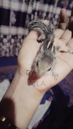কাঠবিড়ালি