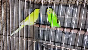 বাজারিগার পাখি