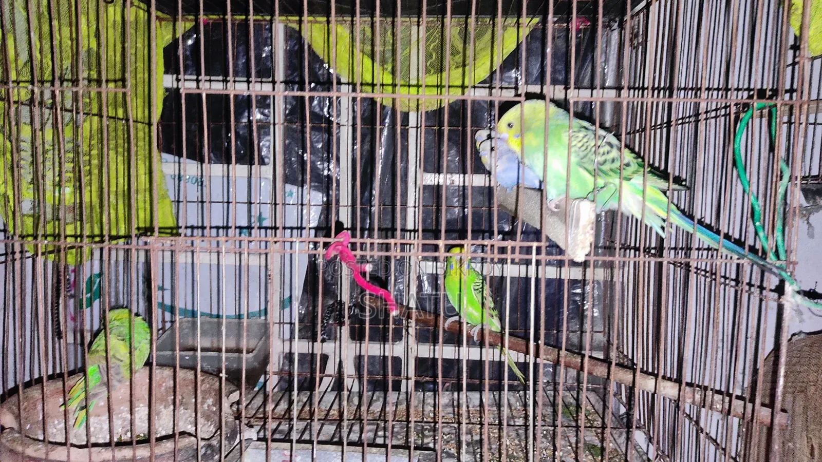Budgerigar Bird