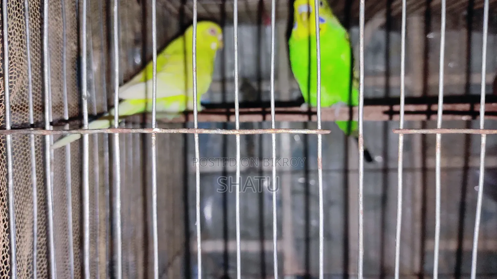 Budgerigar Bird
