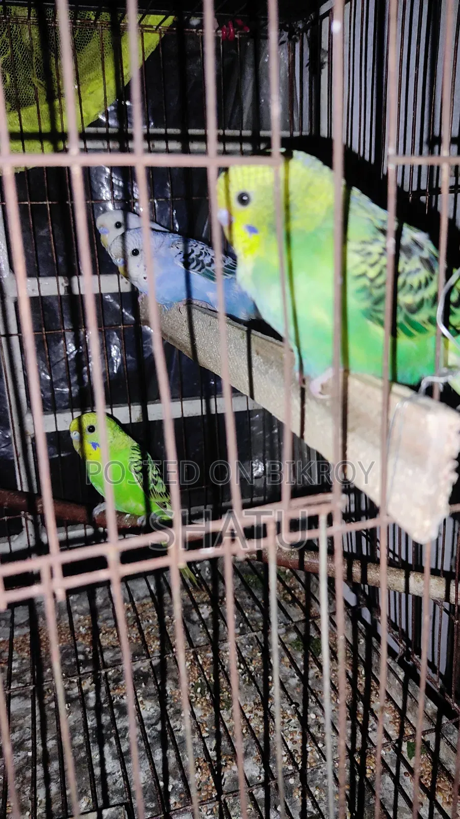 Budgerigar Bird