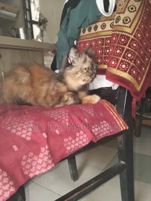 1+ year Female Purebred Persian