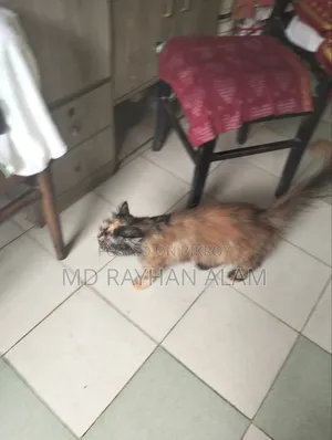 1+ year Female Purebred Persian