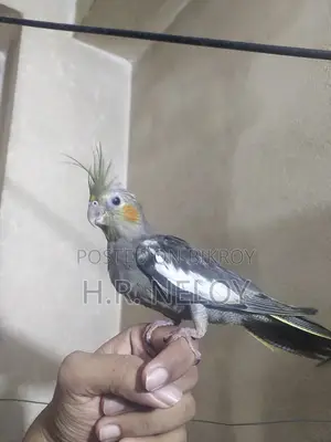 Cocateil Bird