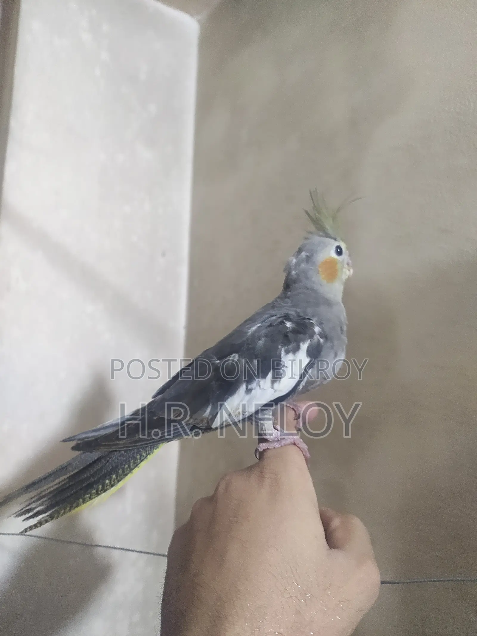 Cocateil Bird
