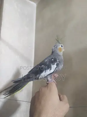 Cocateil Bird