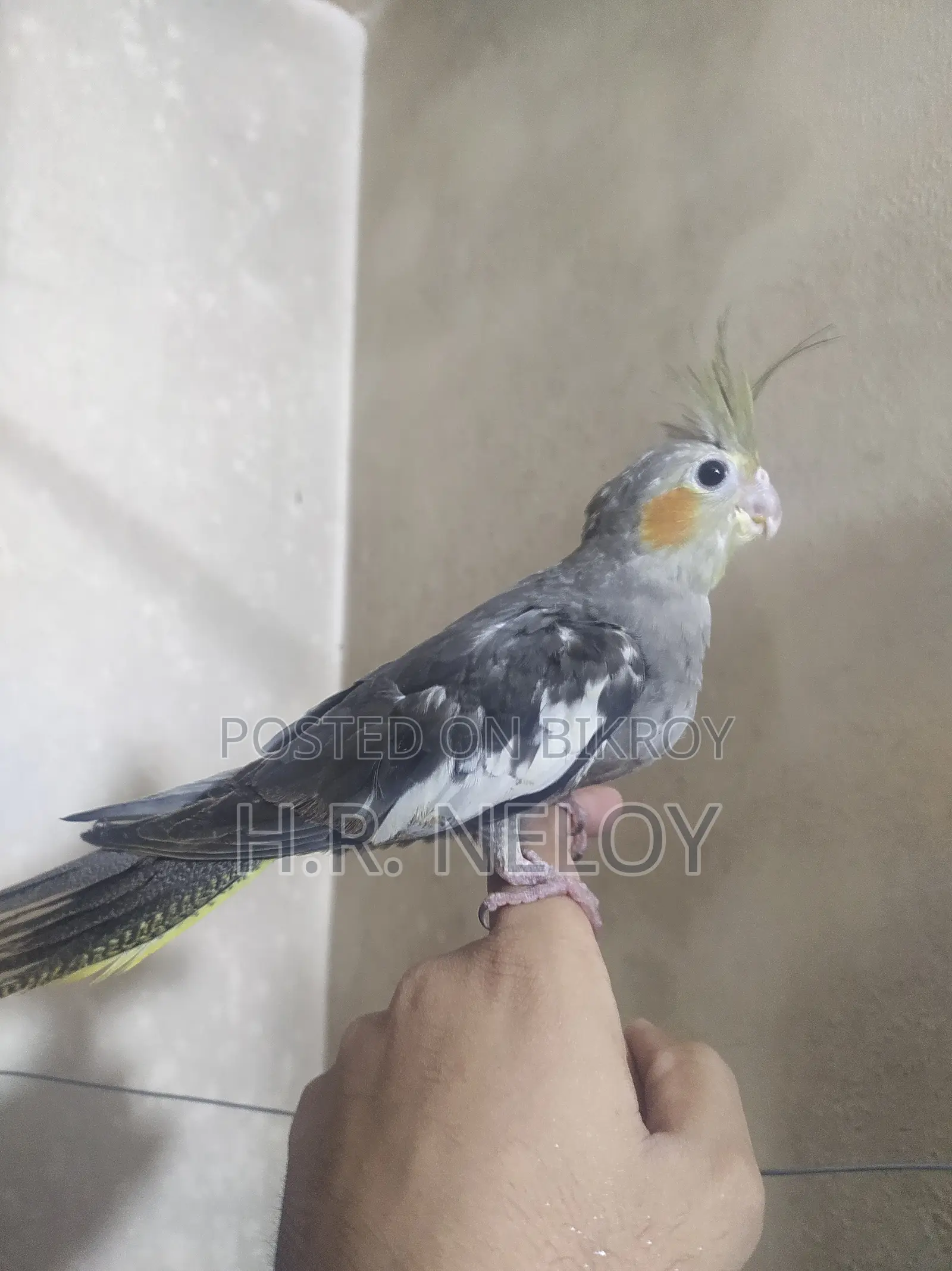 Cocateil Bird