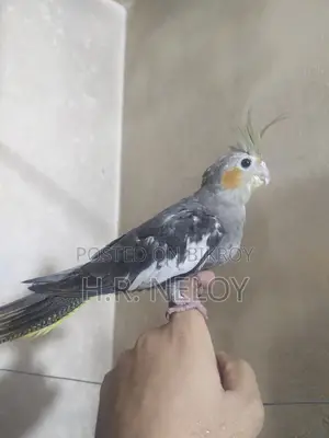 Cocateil Bird