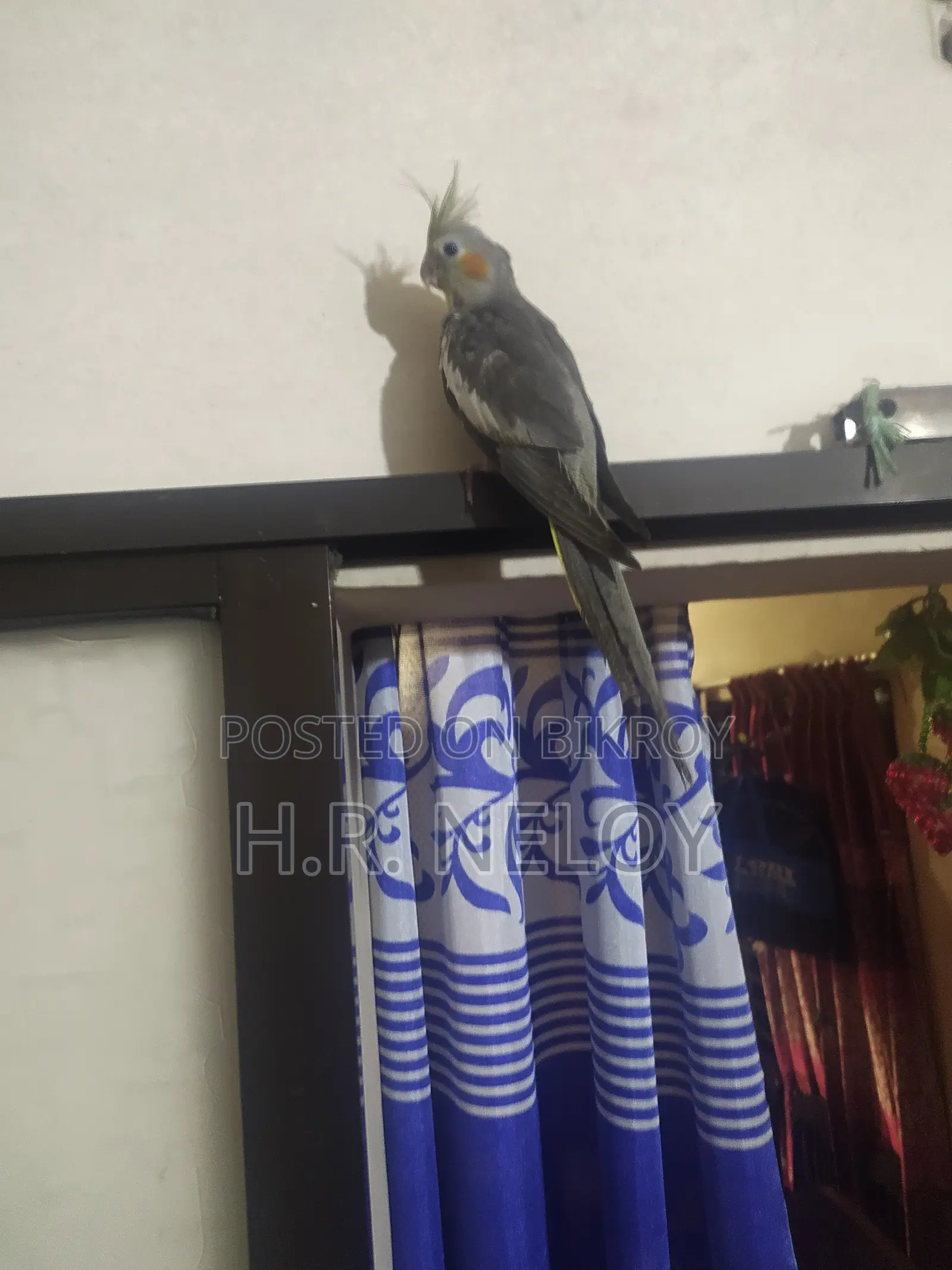 Cocateil Bird