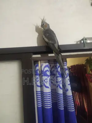 Cocateil Bird