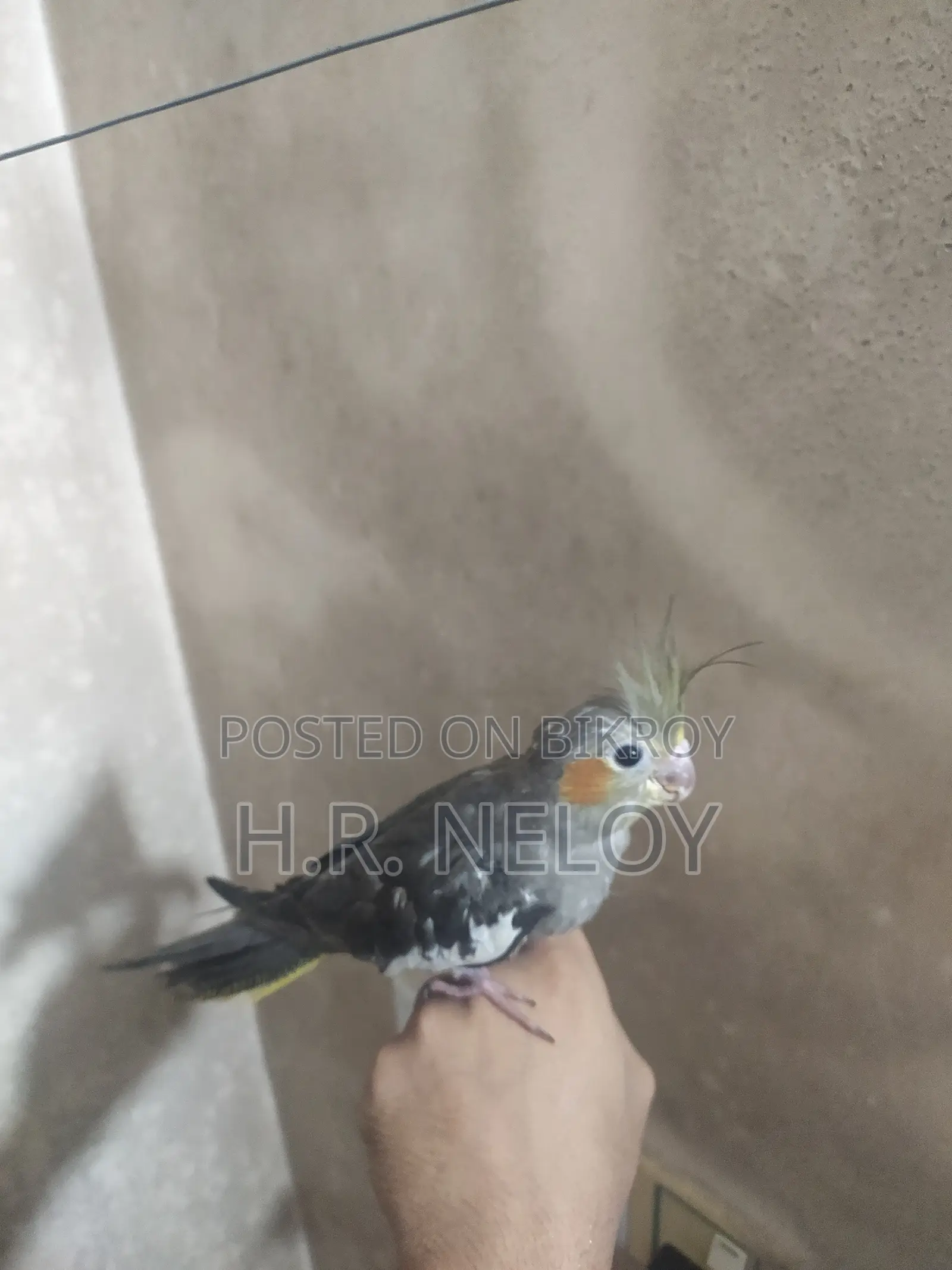 Cocateil Bird