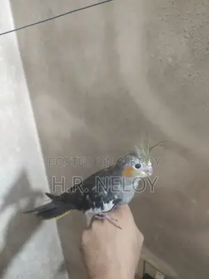 Cocateil Bird