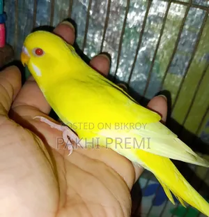লুটিনো ফিমেল রানিং