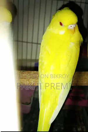 লুটিনো ফিমেল রানিং