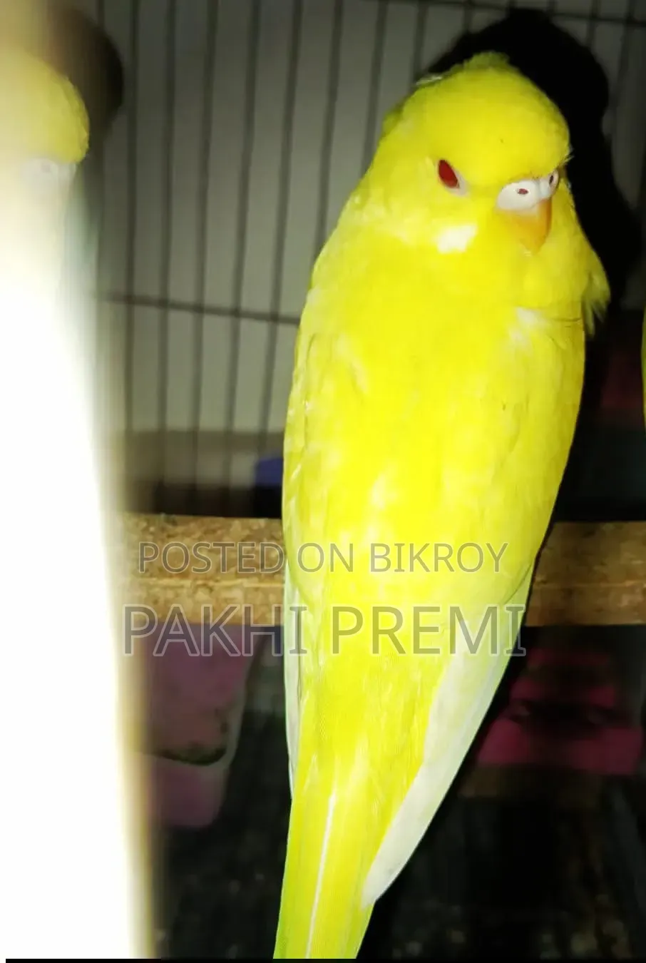 লুটিনো ফিমেল রানিং