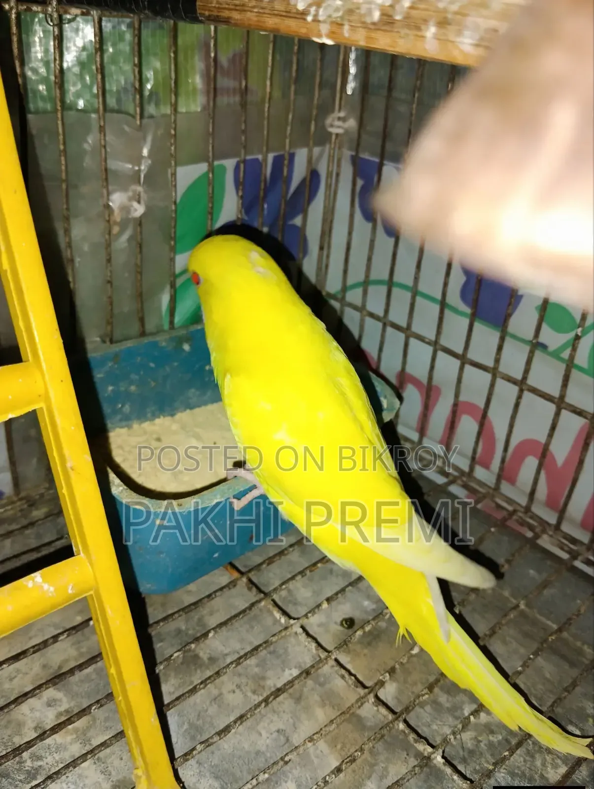লুটিনো ফিমেল রানিং