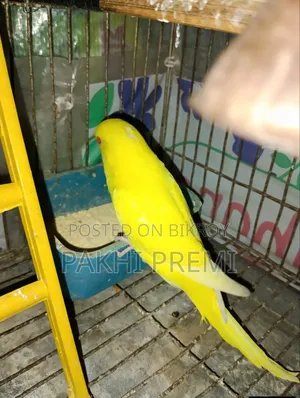 লুটিনো ফিমেল রানিং