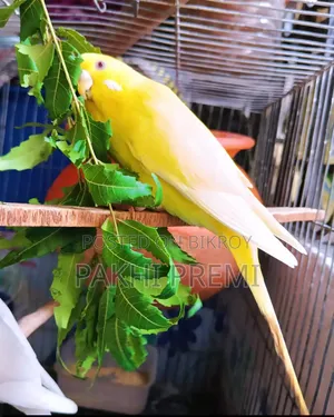 লুটিনো ফিমেল রানিং