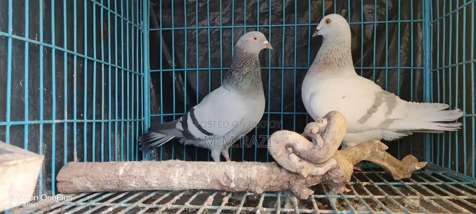 Racing Pigeon