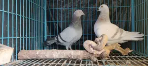 Racing Pigeon