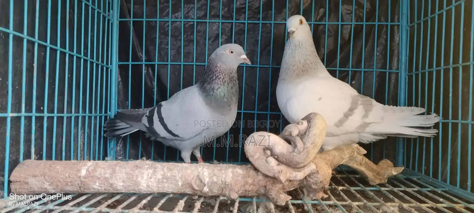 Racing Pigeon
