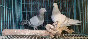 Racing Pigeon