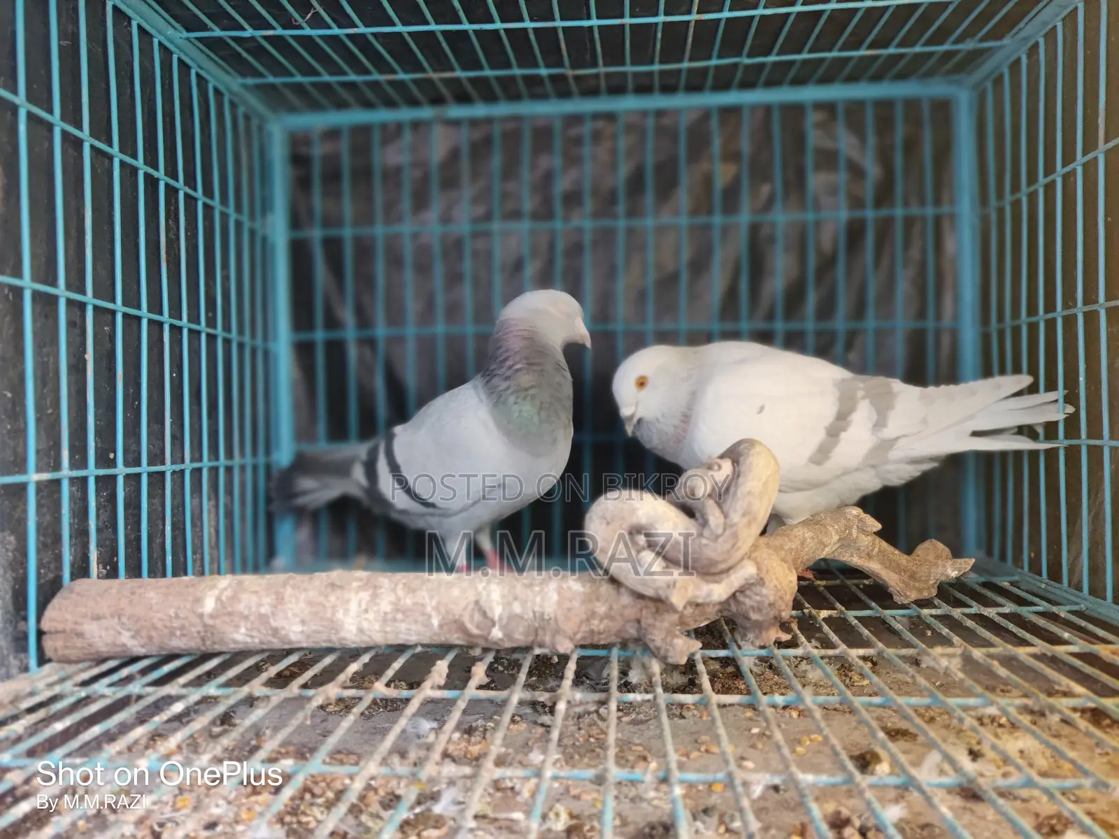 Racing Pigeon