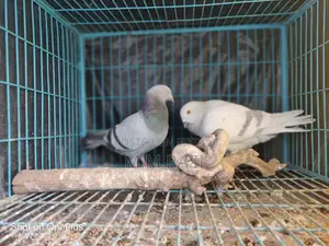Racing Pigeon