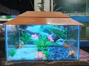 ১.৫ ফিটের নতুন একুরিয়াম