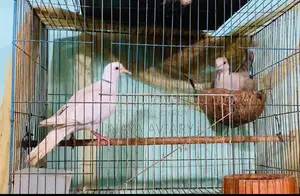 রানিং রিংনেক ঘুঘু জোড়া