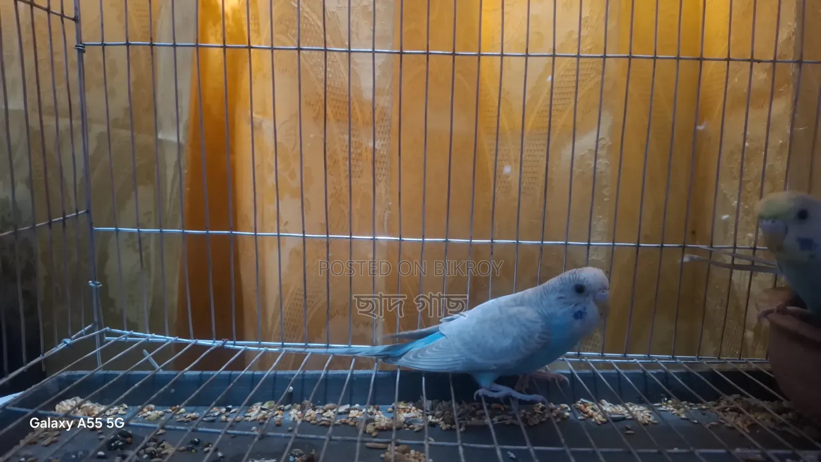 Young Female Budgie for Sell