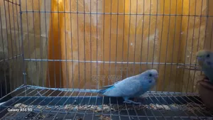 Young Female Budgie for Sell