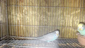 Young Female Budgie for Sell