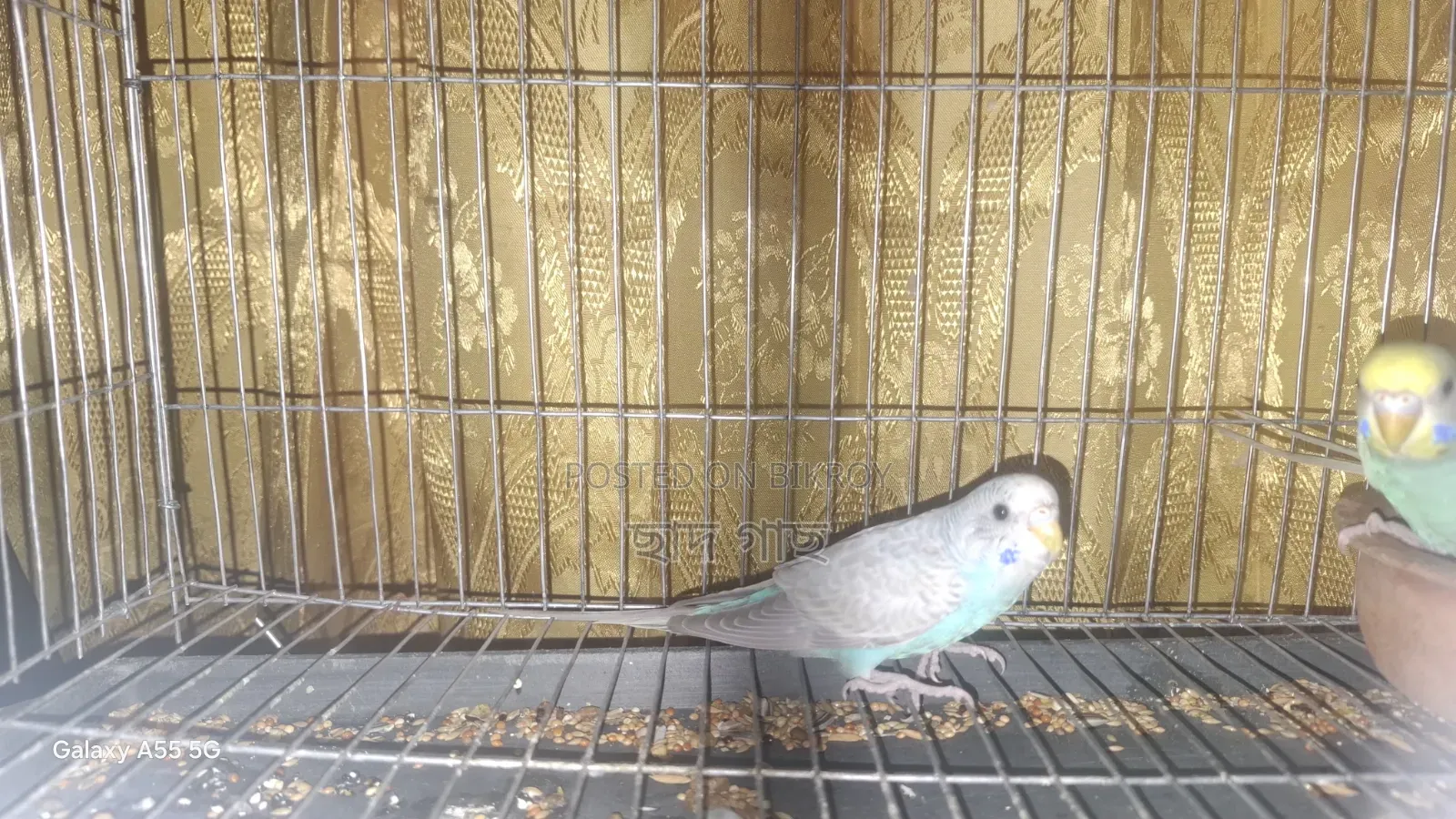 Young Female Budgie for Sell