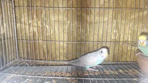 Young Female Budgie for Sell