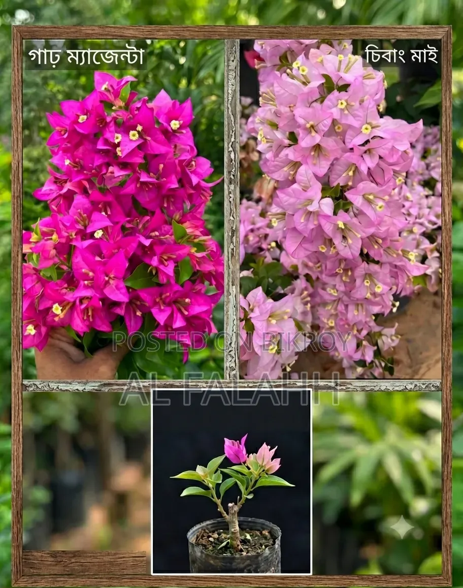 গাঢ় ম্যাজেন্টা + চিবাং মাই বাগান বিলাসের চারা।