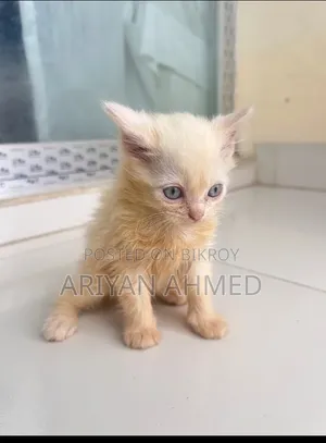 1-3 months Male Purebred Persian