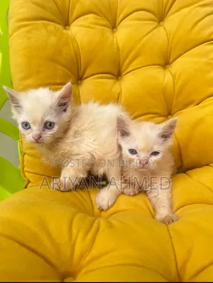 1-3 months Male Purebred Persian