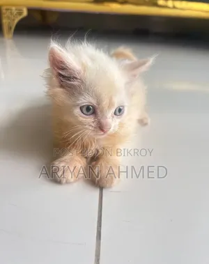 1-3 months Male Purebred Persian