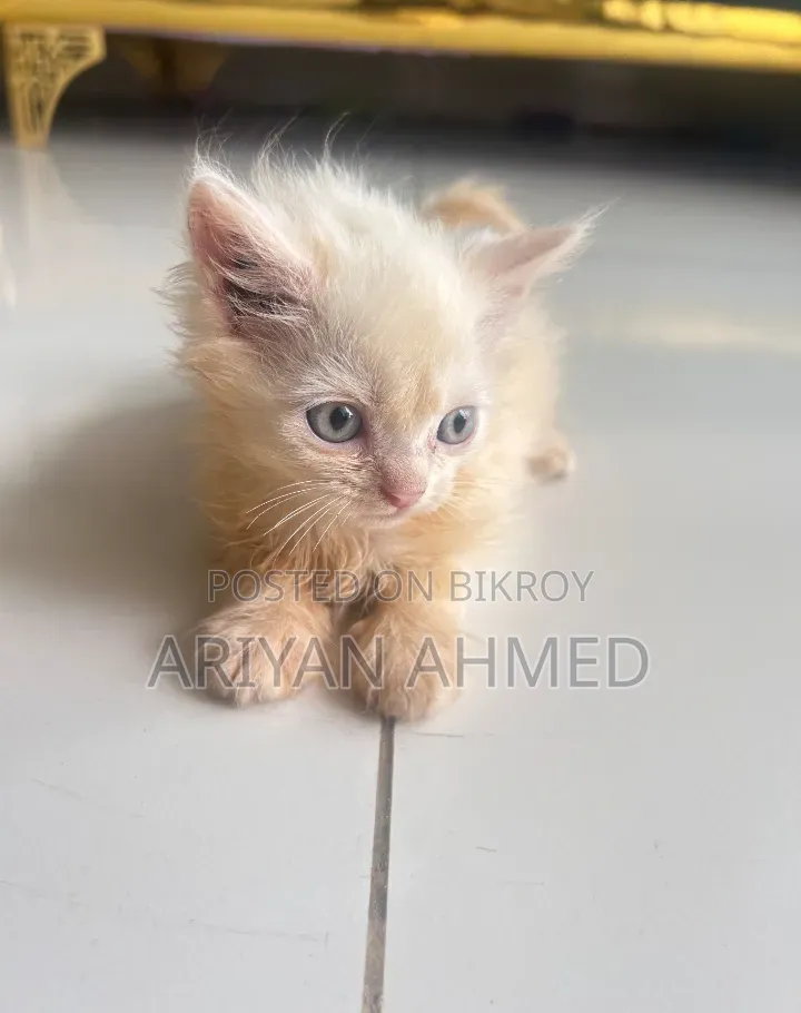 1-3 months Male Purebred Persian