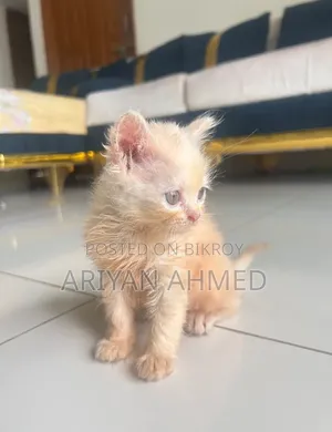 1-3 months Male Purebred Persian