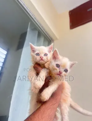 1-3 months Male Purebred Persian