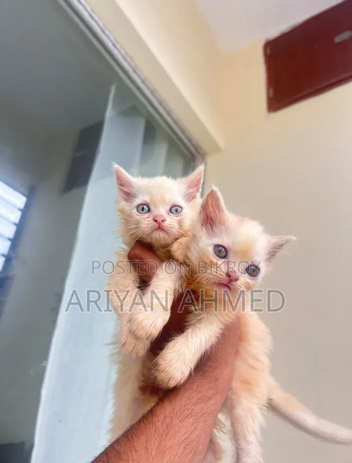 1-3 months Male Purebred Persian