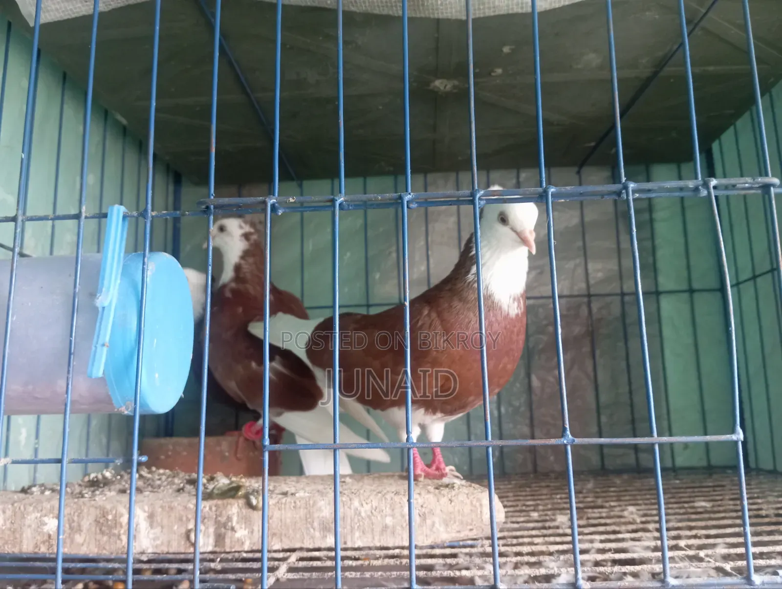 কবুতর বিক্রি