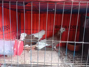 কবুতর বিক্রি