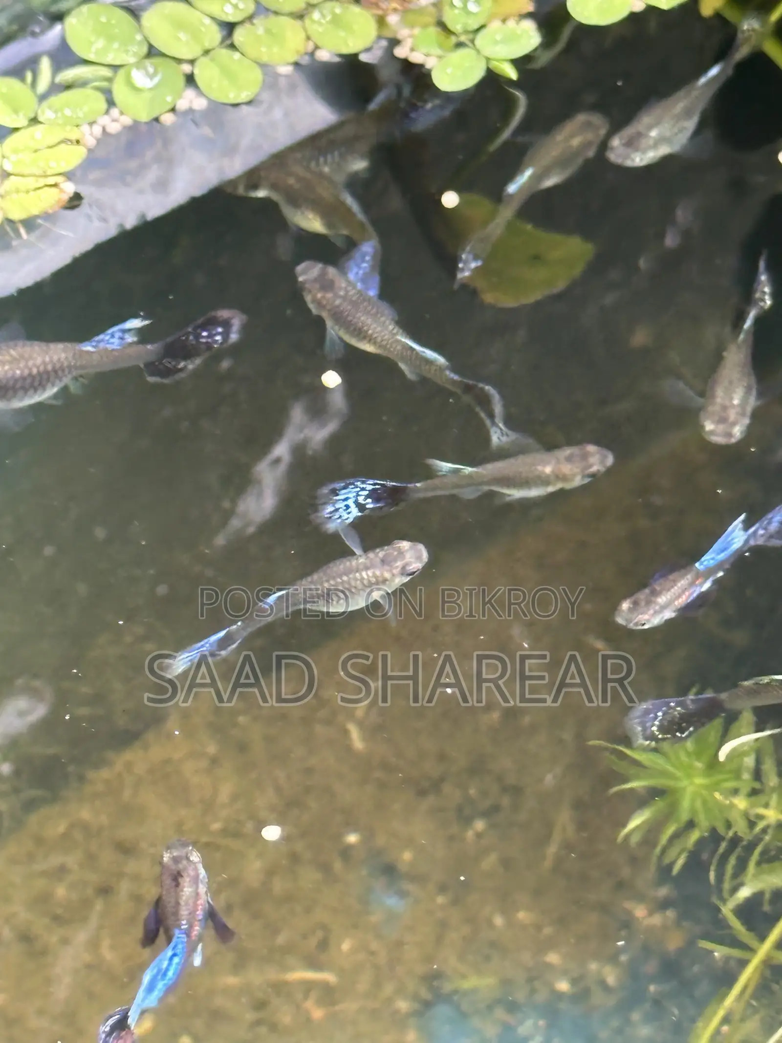 Guppy Blue Dragon