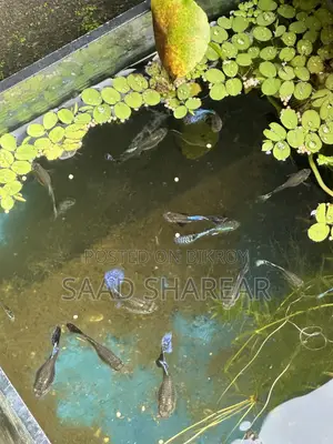 Guppy Blue Dragon