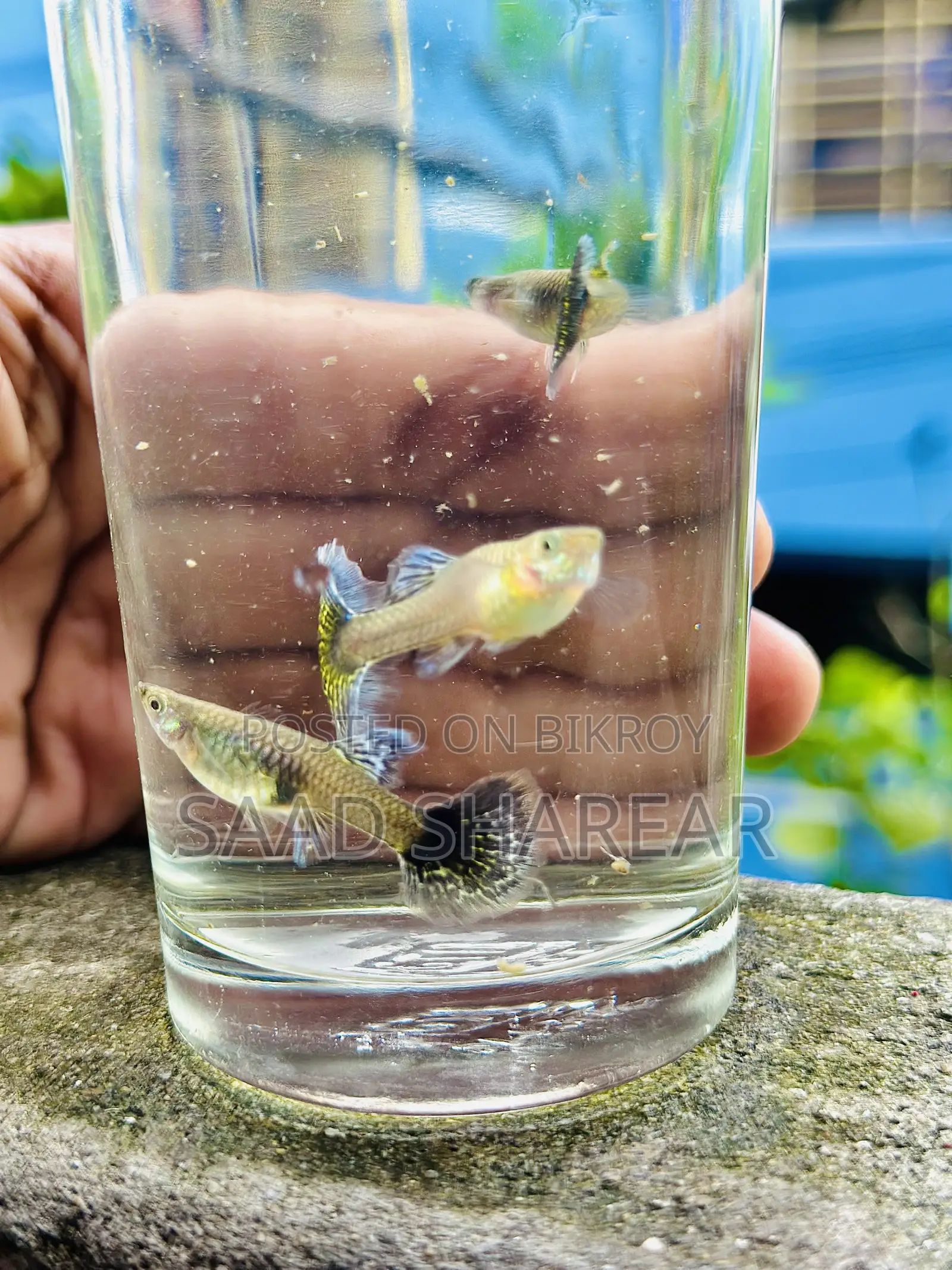 Guppy Blue Dragon