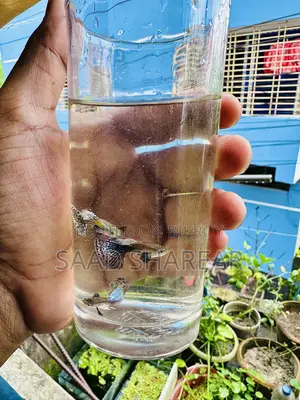 Guppy Blue Dragon