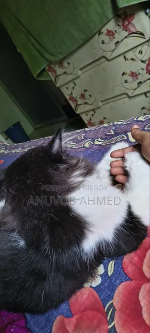 1+ year Male Purebred Persian